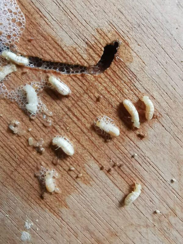 20. Termite termites Any Pest Control Problems? Ant Bees Hornet Wasp Bagworm Silverfish Booklice Mosquito House fly Fruit Flies Rat Cockroach Termite Bedbug Rodent Mice Mouse White Ant Insect. CALL US. (Category: Pest Control Services) located in Singapore. Submitted by pestcontrolcompany (Listing ID 1092480844, Image 4). Description: Pest control services in Singapore. We solve ants issue for residence and commercial properties. And other pest c