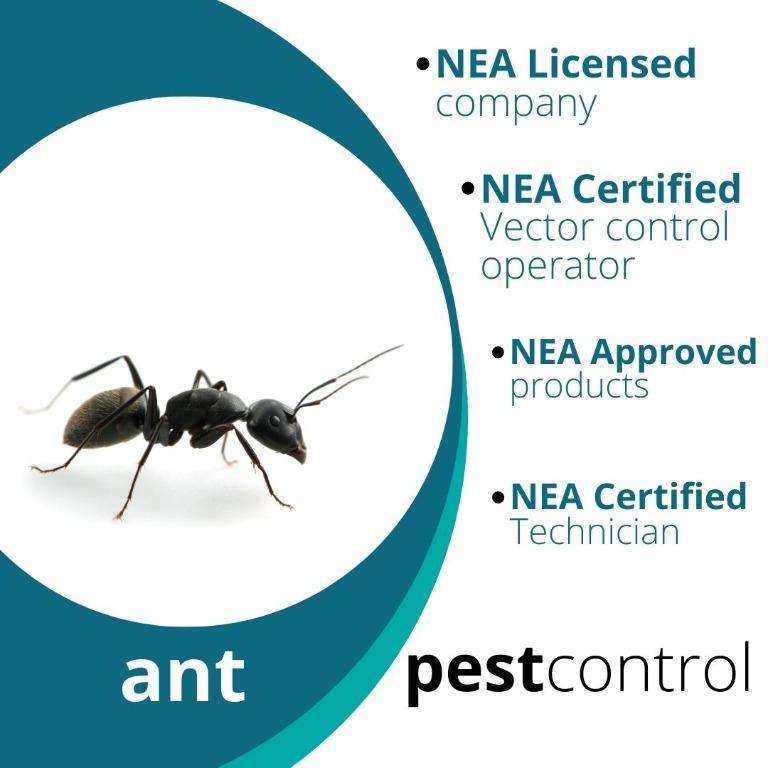 20. Termite termites Any Pest Control Problems? Ant Bees Hornet Wasp Bagworm Silverfish Booklice Mosquito House fly Fruit Flies Rat Cockroach Termite Bedbug Rodent Mice Mouse White Ant Insect. CALL US. (Category: Pest Control Services) located in Singapore. Submitted by pestcontrolcompany (Listing ID 1092480844, Image 6). Description: Pest control services in Singapore. We solve ants issue for residence and commercial properties. And other pest c