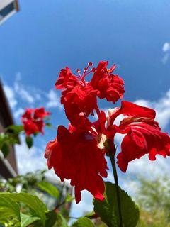 Hibiscus for trade