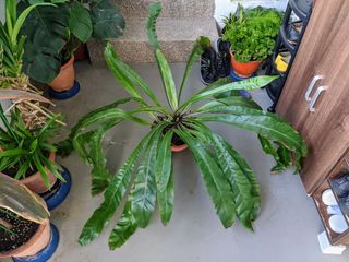 Bird's Nest Fern