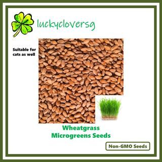 Wheatgrass Microgreen Seeds