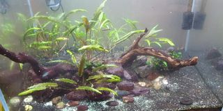 Aquarium Cryptocoryne and Nana