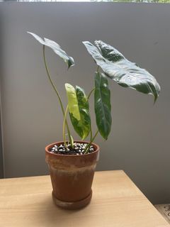 Philodendron burle marx variegated (4 leaves) with terracotta pot
