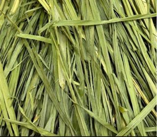 Wheatgrass - ^Sept^ stocks -for small animals
