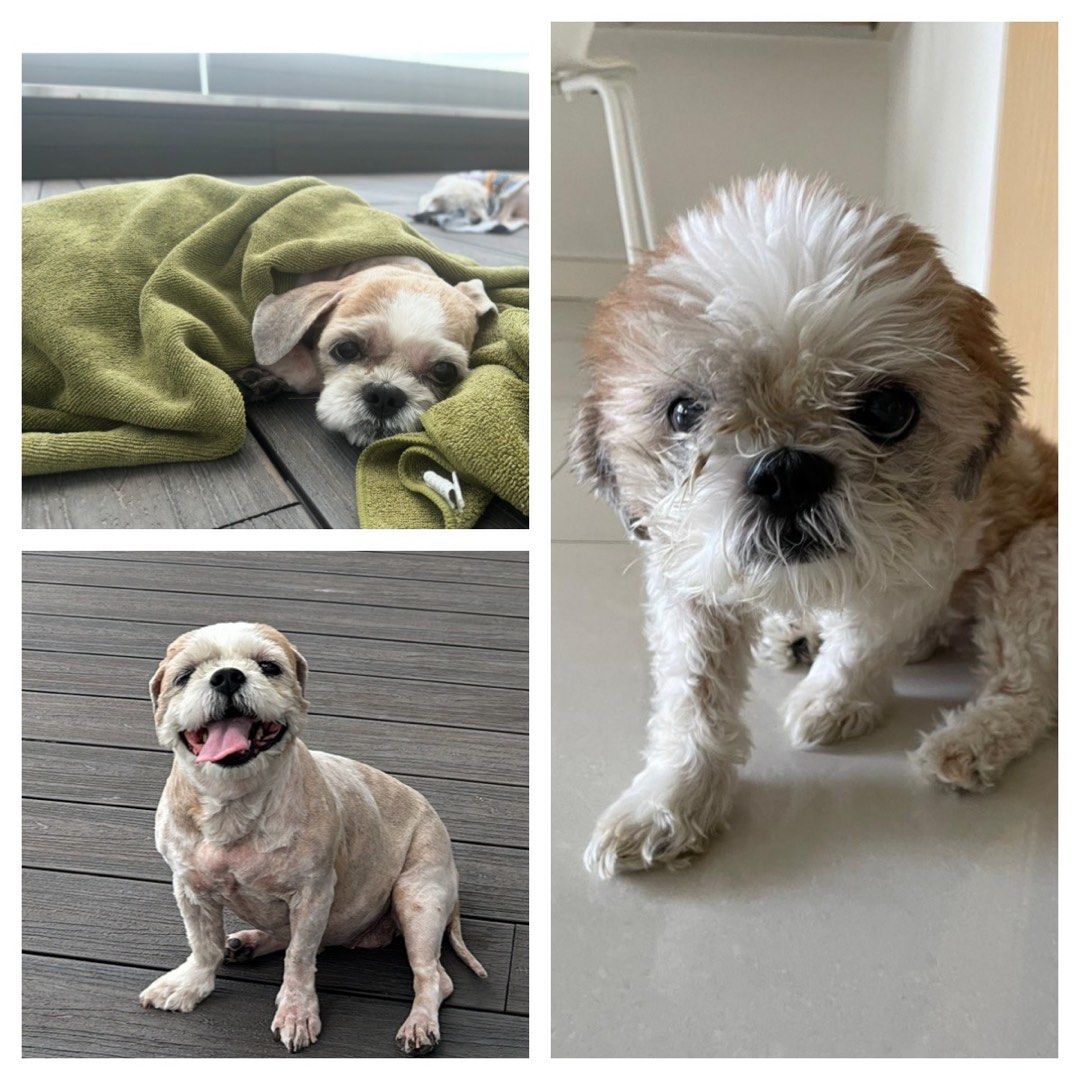 DIY Grooming Session (Category: Homes & Other Pet Accessories) located in Singapore. Submitted by burgervibesss (Listing ID 1361689751, Image 1). Description: *TRYING SOMETHING NEW TO HELP OWNERS, OPEN TO FEEDBACK * No certification or professional experience. Just a dog/rabbit lover that wants to help new / existing owners learn how to do basic care to ensure their pet stays clean & hygienic. Will try my best to work out issues with owner if the