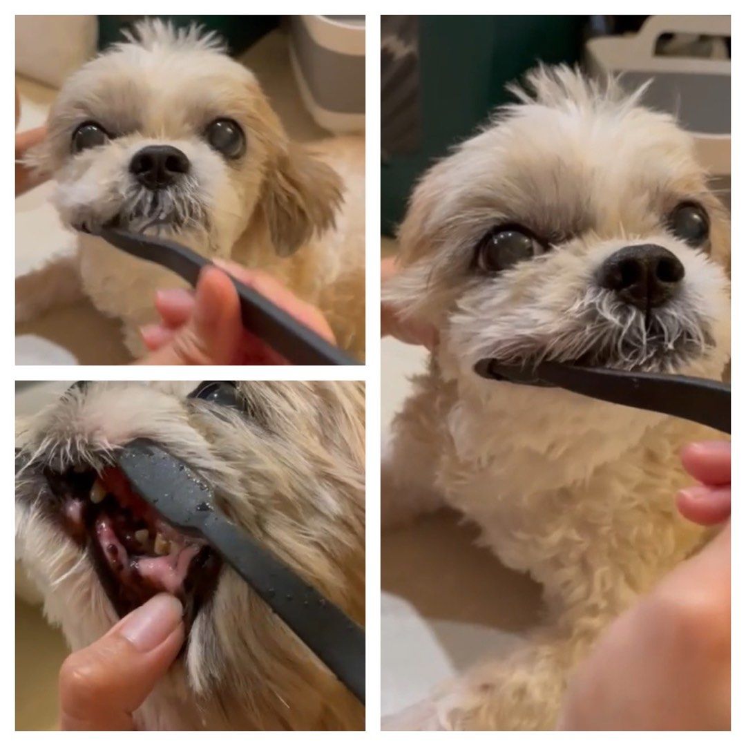 DIY Grooming Session (Category: Homes & Other Pet Accessories) located in Singapore. Submitted by burgervibesss (Listing ID 1361689751, Image 4). Description: *TRYING SOMETHING NEW TO HELP OWNERS, OPEN TO FEEDBACK * No certification or professional experience. Just a dog/rabbit lover that wants to help new / existing owners learn how to do basic care to ensure their pet stays clean & hygienic. Will try my best to work out issues with owner if the