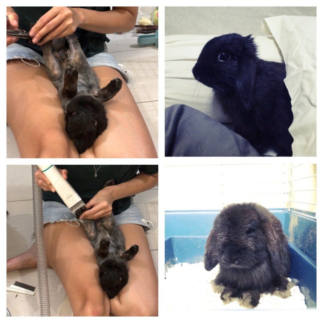 DIY Grooming Session (Category: Homes & Other Pet Accessories) located in Singapore. Submitted by burgervibesss (Listing ID 1361689751, Image 3). Description: *TRYING SOMETHING NEW TO HELP OWNERS, OPEN TO FEEDBACK * No certification or professional experience. Just a dog/rabbit lover that wants to help new / existing owners learn how to do basic care to ensure their pet stays clean & hygienic. Will try my best to work out issues with owner if the