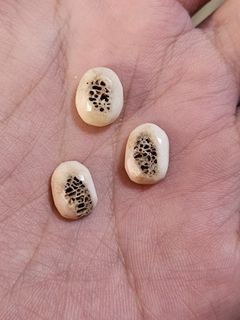 Tulang Duyung