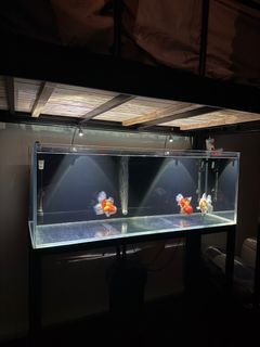 4FT Crystal Clear Tank Full Set