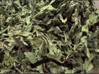 Mint Leaves- Healthy Treats   (New stocks: August 2026)