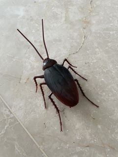 Robo Alive Crawling Cockroach
