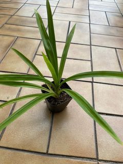 1 baby pandan plant in small container