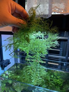 Live Aquarium Plant - Hornwort