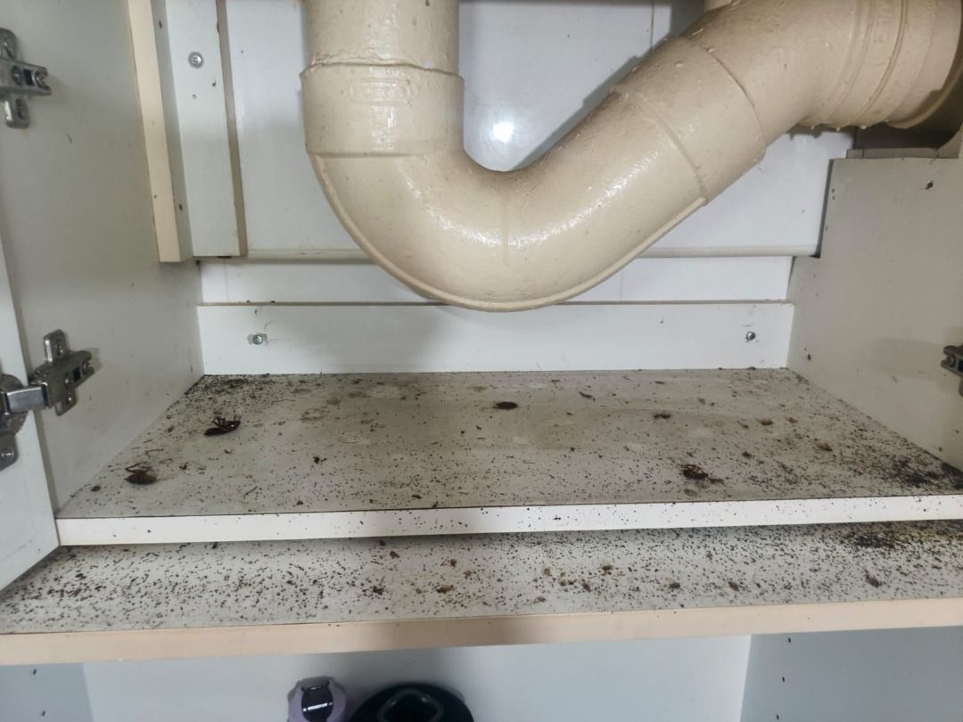 Pest Control Services | Cockroach Control (Free Inspection) (Category: Pest Control Services) located in Singapore. Submitted by wicleansoon (Listing ID 1430672880, Image 7). Description: 🛡️ Pest Control Services in Singapore | Fast, Safe & Effective Looking for reliable pest control in Singapore? At The Pest Control Company, we provide professional pest management solutions to keep your home and business pest-free. 🐜 Our Pest Control Services 
