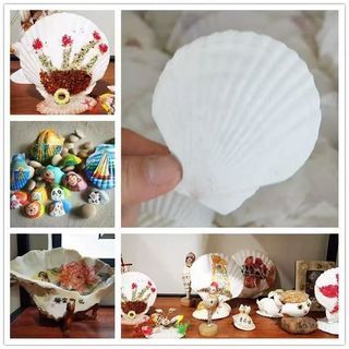 10 Pcs Natural White Scallop Seashells Unpolished Sea Shells for DIY Craft Projects,Beach‑Themed Home Decoration