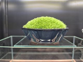 Cushion Moss Bowl
