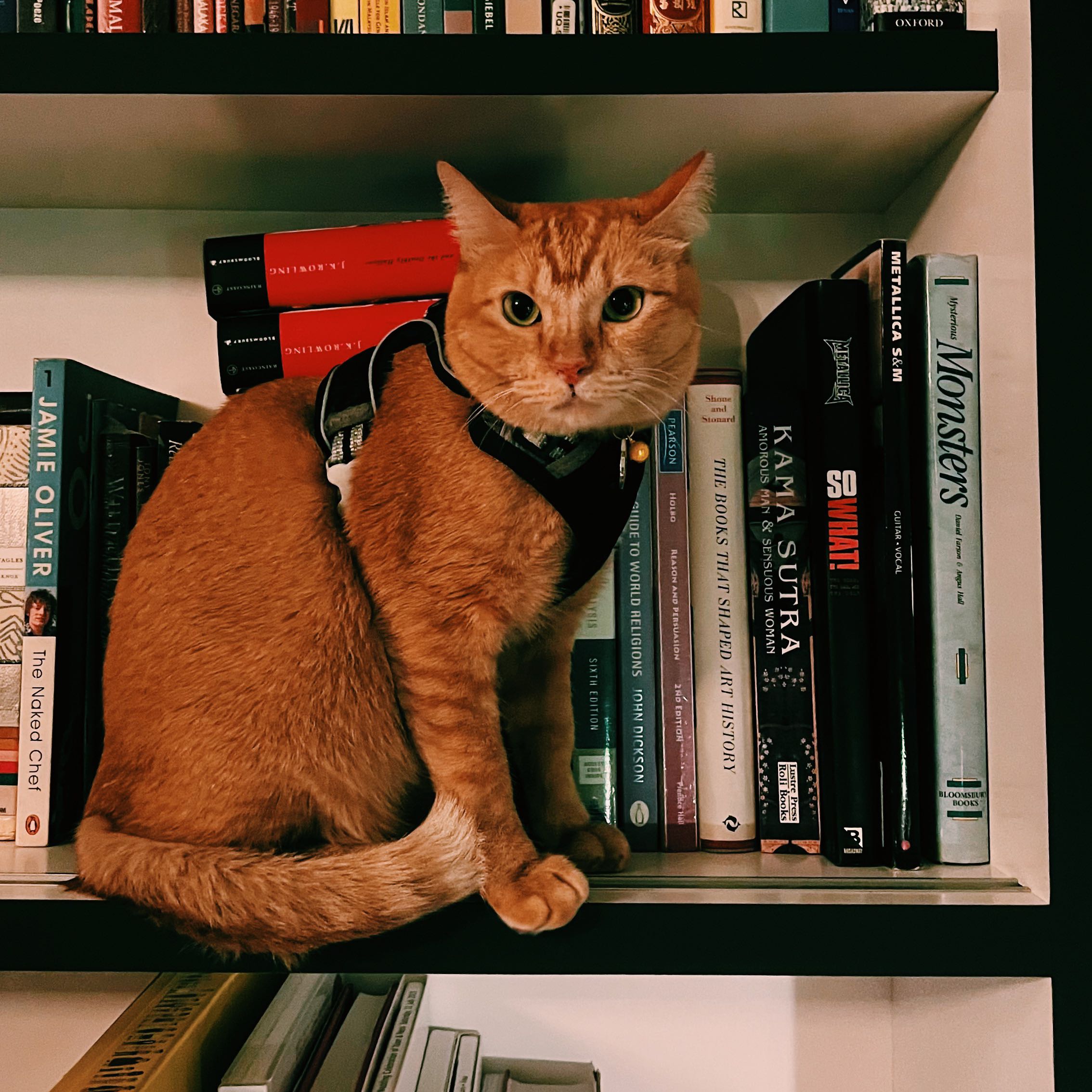 Avatar